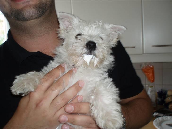 West highland white terrier Frida billede 13