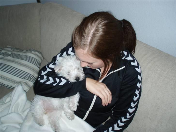 West highland white terrier Frida billede 14