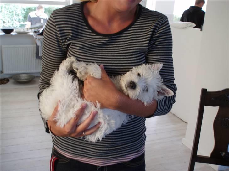 West highland white terrier Frida billede 15