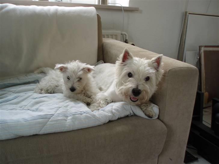 West highland white terrier Frida billede 16