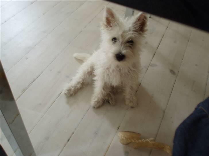 West highland white terrier Frida billede 17