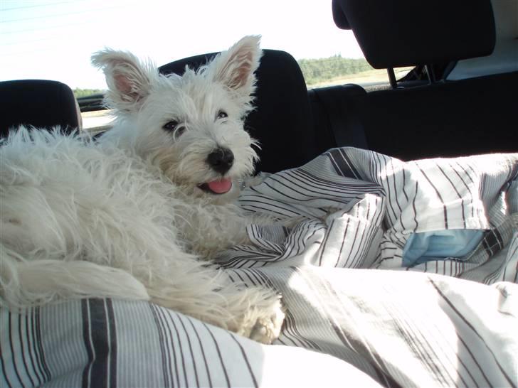 West highland white terrier Frida billede 18