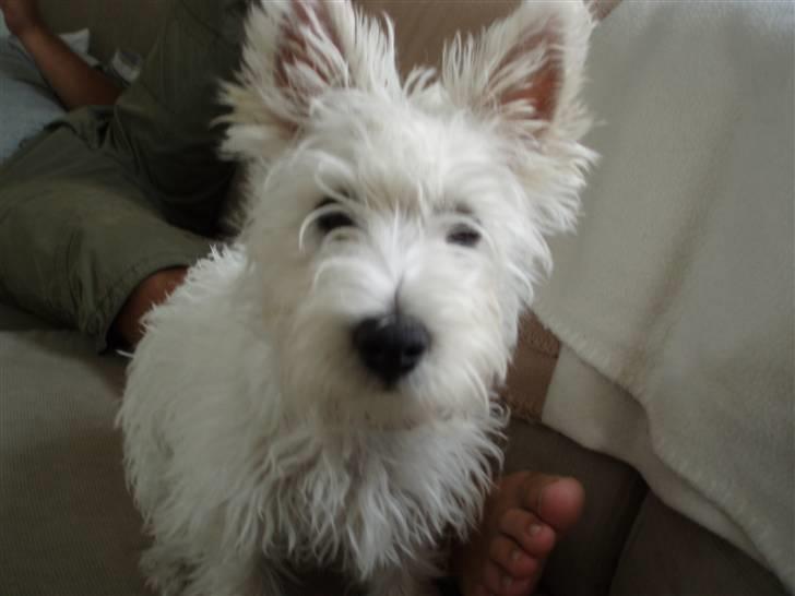 West highland white terrier Frida billede 19