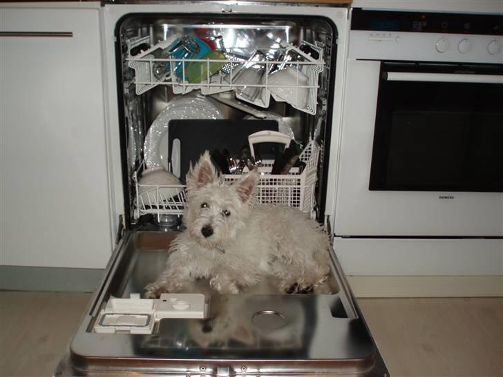 West highland white terrier Frida - Der er så dejlig varmt her på opvaskemaskinen. billede 20
