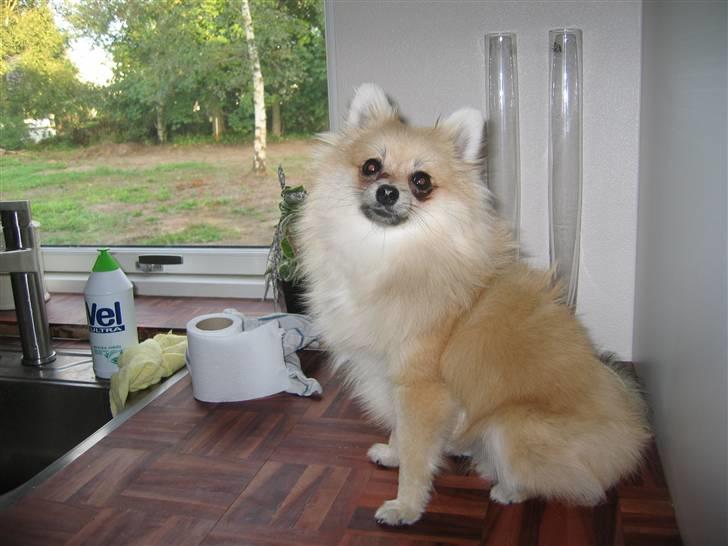 Pomeranian Vesterborgs Armani billede 10
