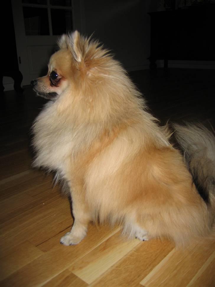 Pomeranian Vesterborgs Armani billede 11