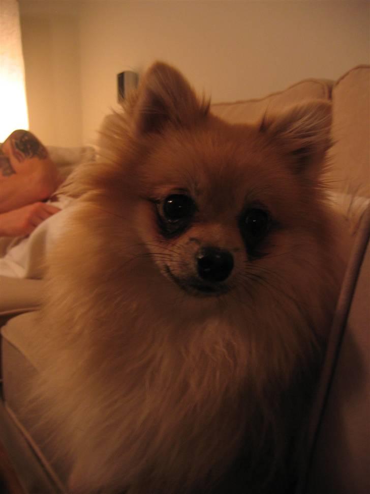 Pomeranian Vesterborgs Armani billede 12
