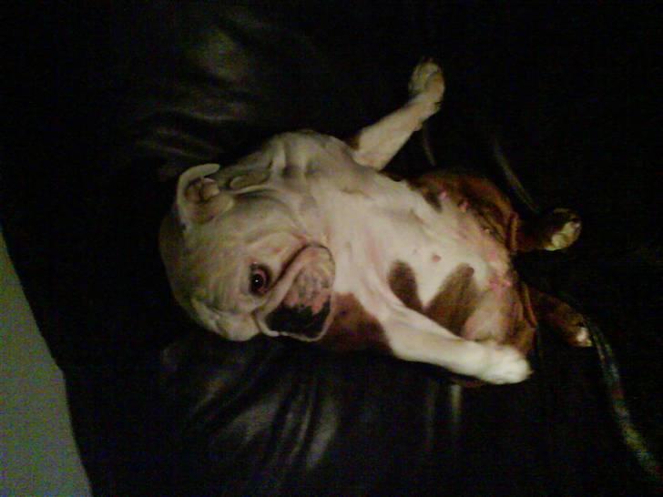 Engelsk bulldog luna billede 1