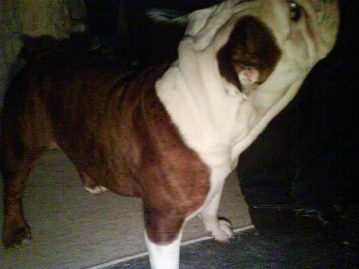 Engelsk bulldog luna billede 2