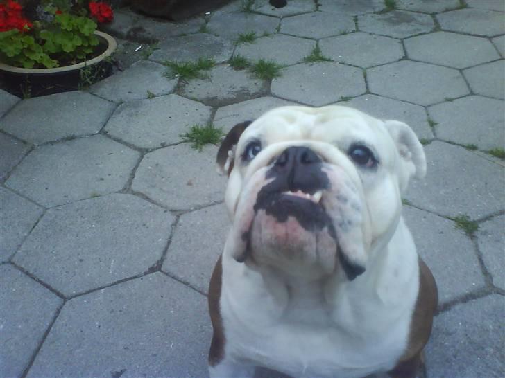 Engelsk bulldog luna billede 3