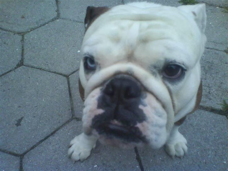 Engelsk bulldog luna billede 4