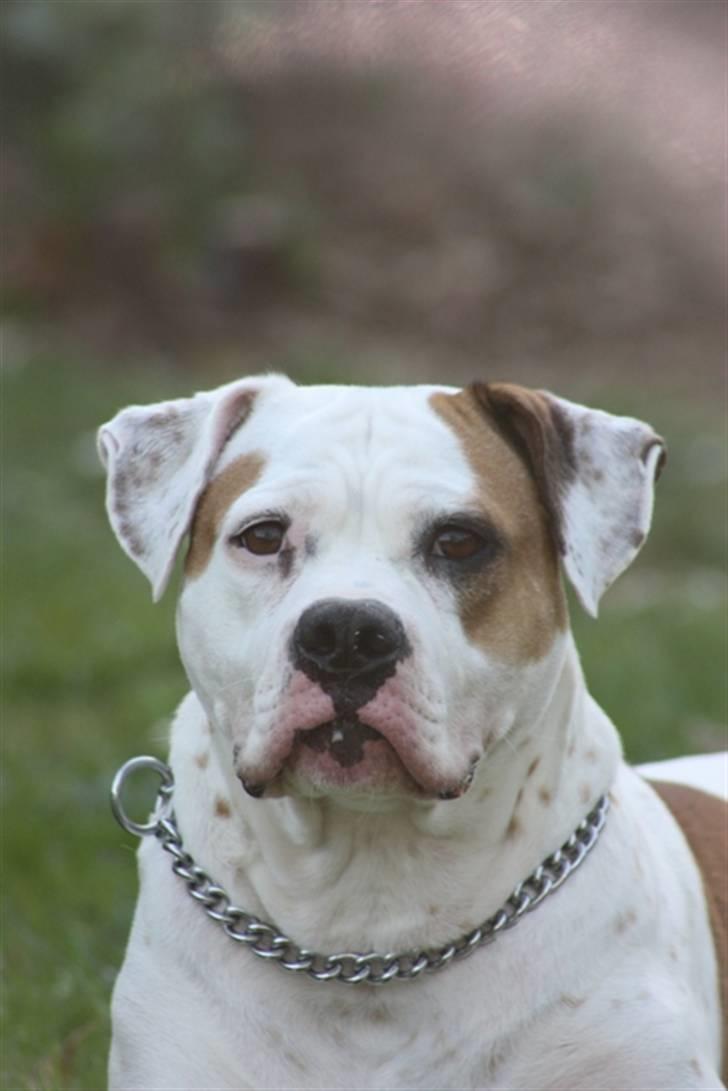 Amerikansk bulldog God Blesed Aschera R.I.P. 21/2 2011 - Aschera 3 år gammel - September 2009 billede 2