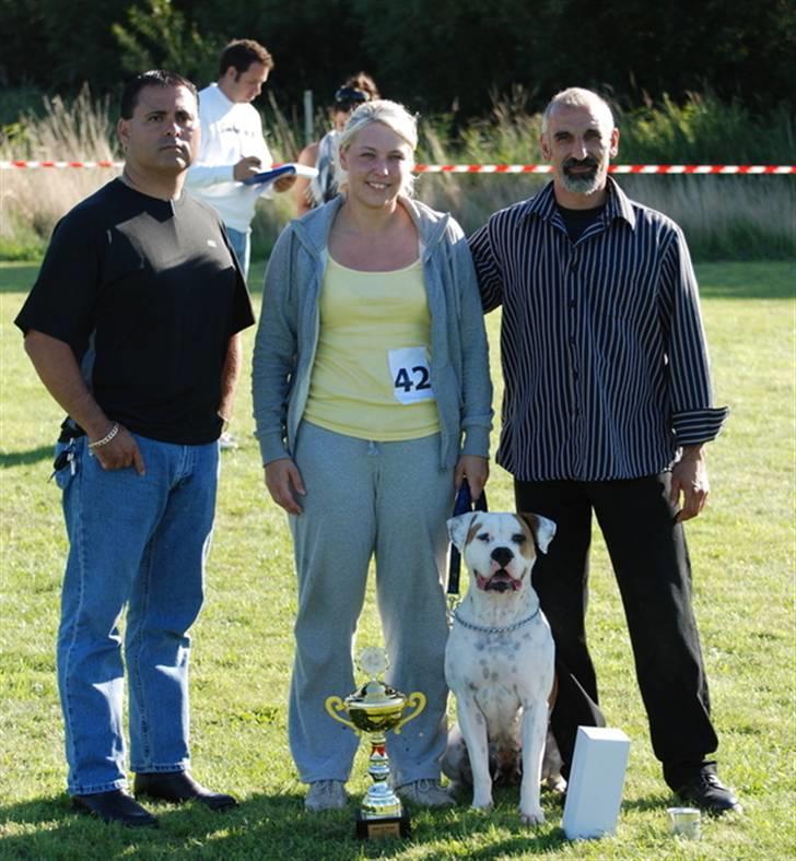 Amerikansk bulldog God Blesed Aschera R.I.P. 21/2 2011 - Aschera Best In Show med dommerne John Bonello og Tony Mancera - 30 august 2008 billede 4