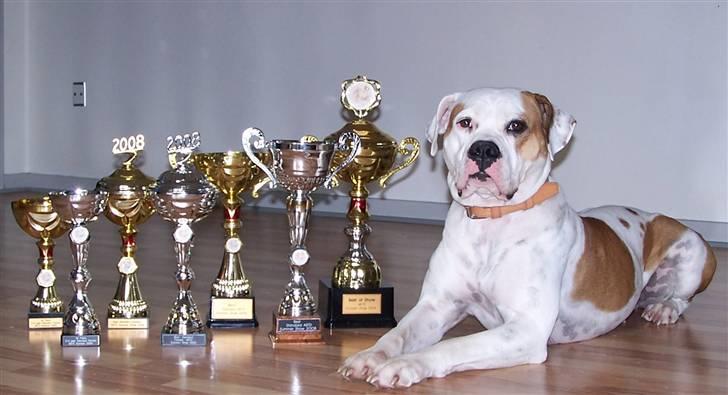 Amerikansk bulldog God Blesed Aschera R.I.P. 21/2 2011 - Lille med alle hendes pokaler fra weekendens show billede 5