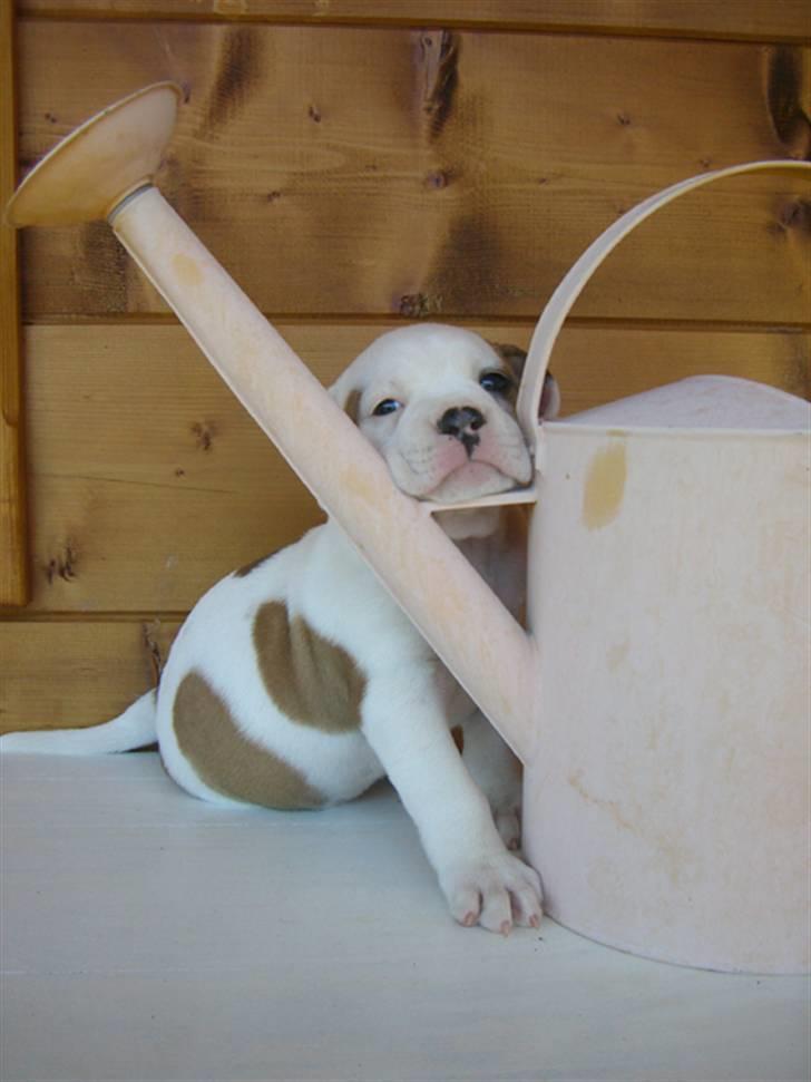 Amerikansk bulldog God Blesed Aschera R.I.P. 21/2 2011 - Aschera som kun 6 uger gammel billede 6