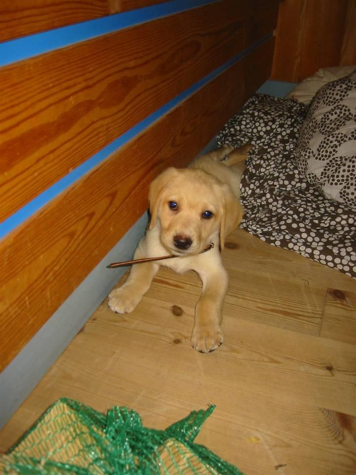 Labrador retriever felix billede 1