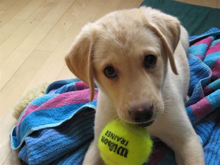 Labrador retriever felix billede 2