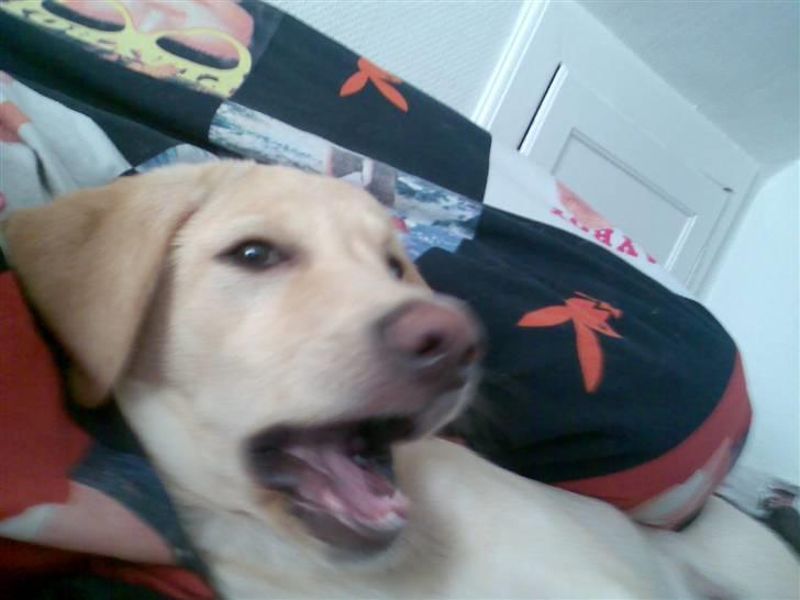 Labrador retriever felix billede 3