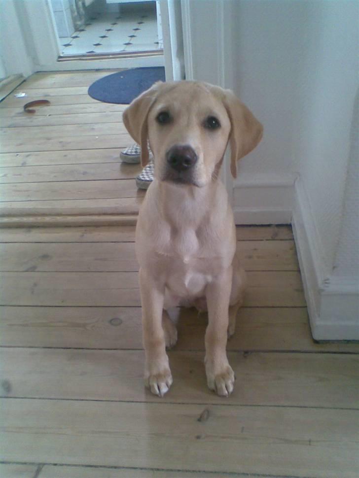 Labrador retriever felix billede 4