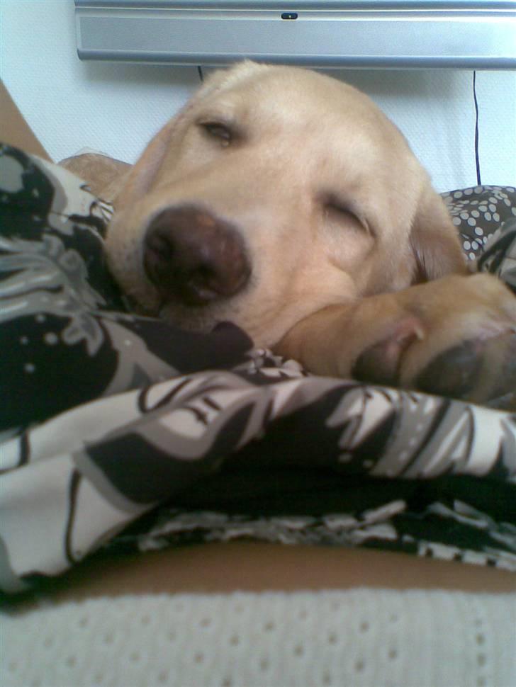 Labrador retriever felix billede 5