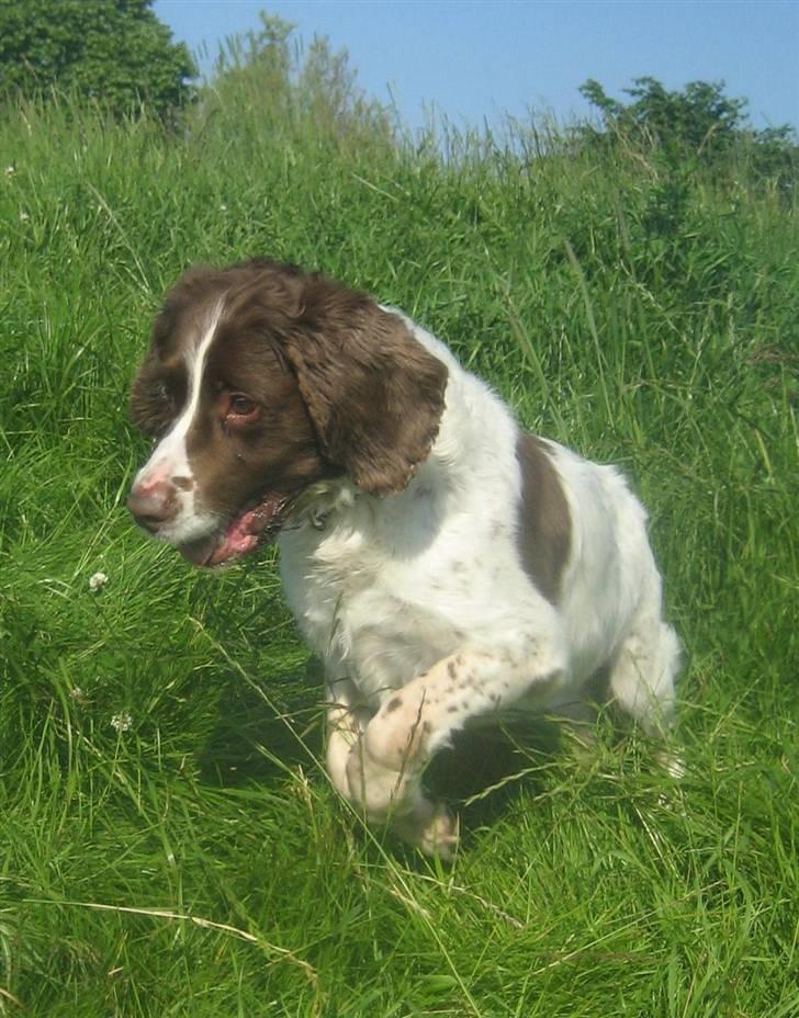 Engelsk springer spaniel Oscar  31.01.1999 - 08.02.2013 - 23. juni 2010 billede 7