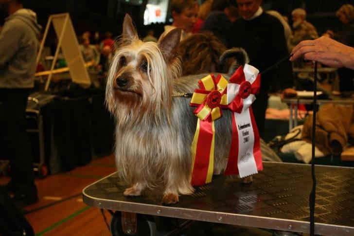 Australian silky terrier Shiela - Her er jeg blevet København´s vinder 2007, mor er stolt. billede 6