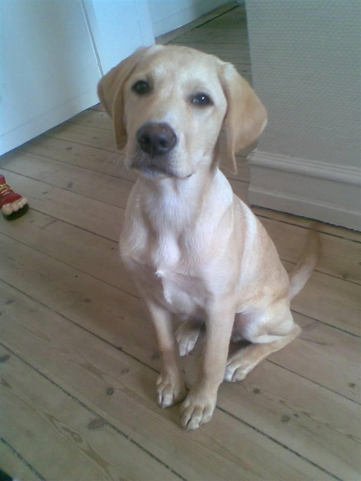 Labrador retriever felix billede 6