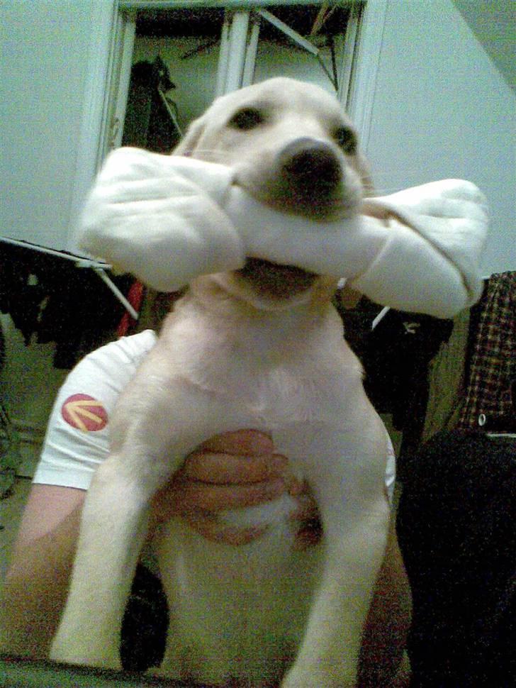 Labrador retriever felix billede 7