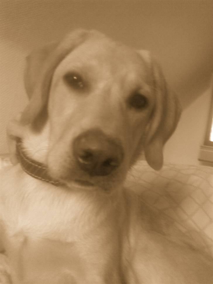 Labrador retriever felix billede 8