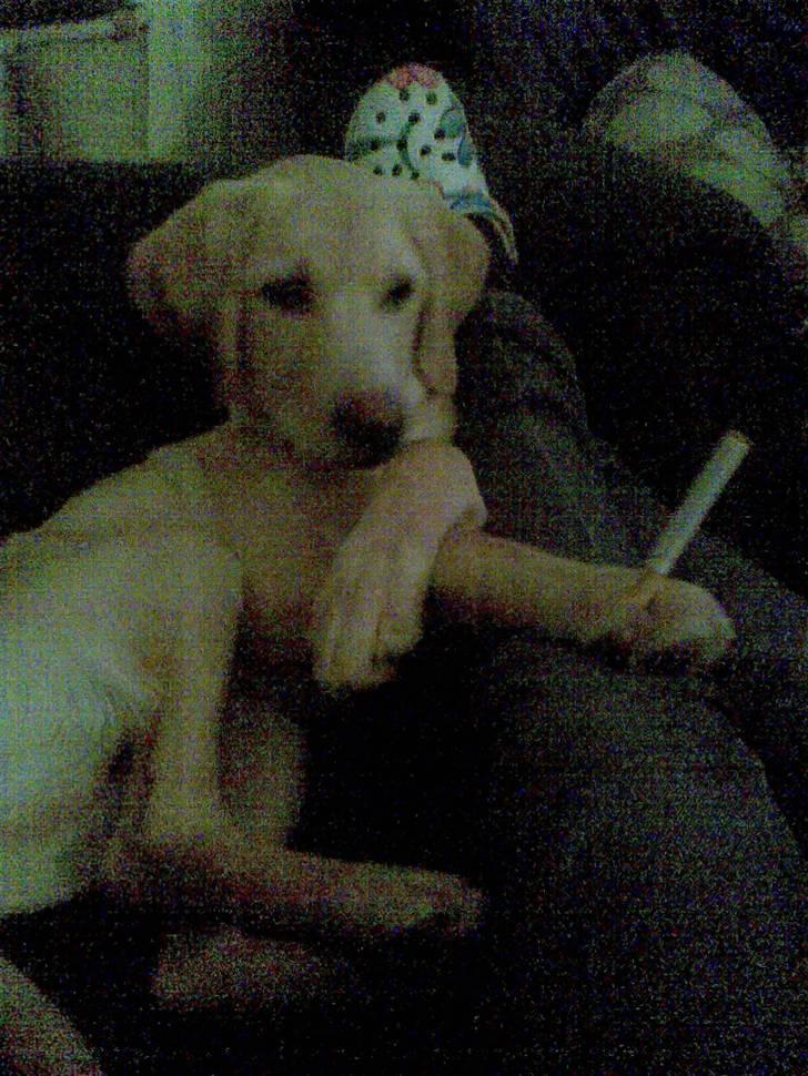 Labrador retriever felix billede 9