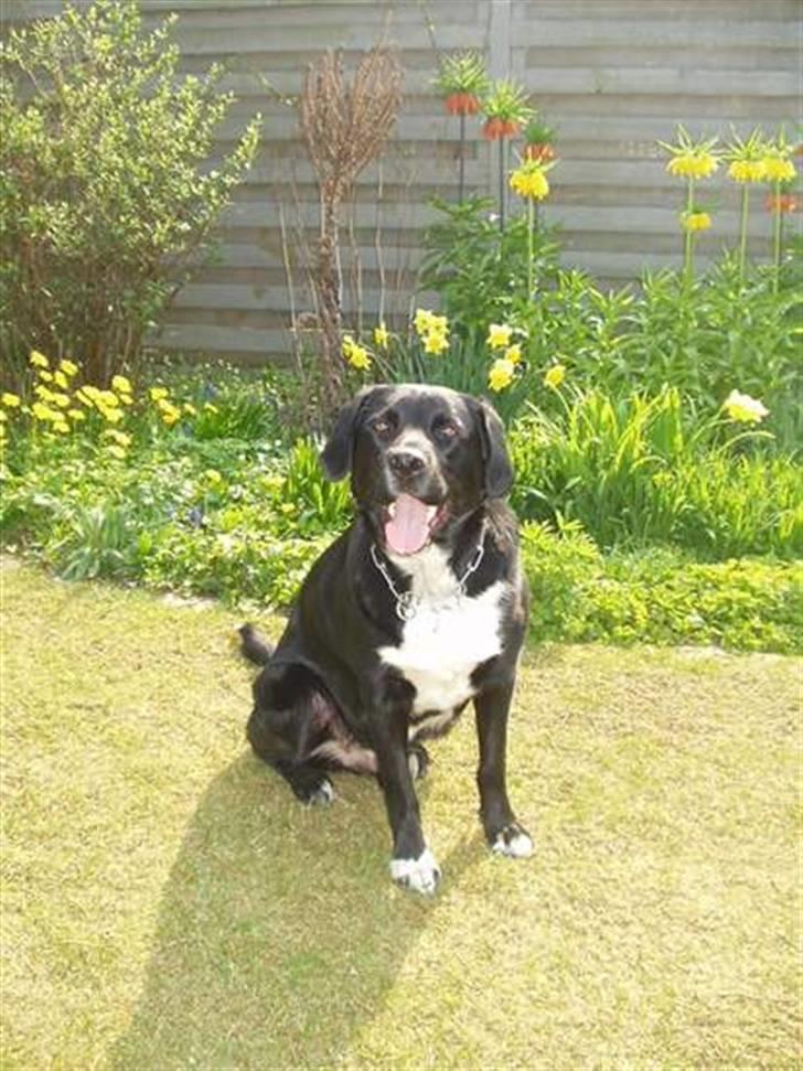 Blanding af racer Nemo billede 8