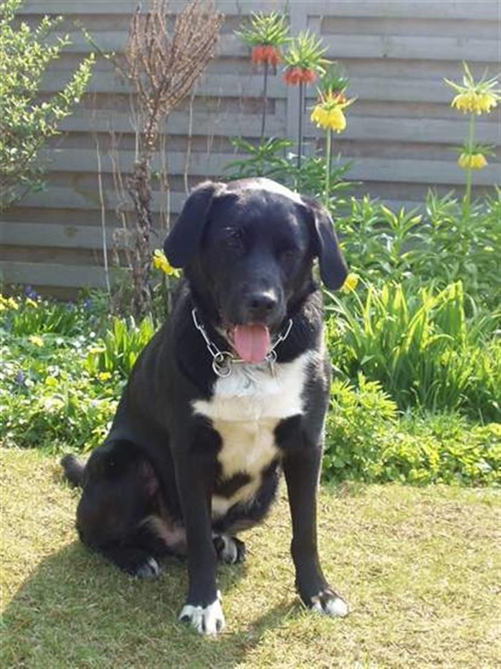 Blanding af racer Nemo billede 9