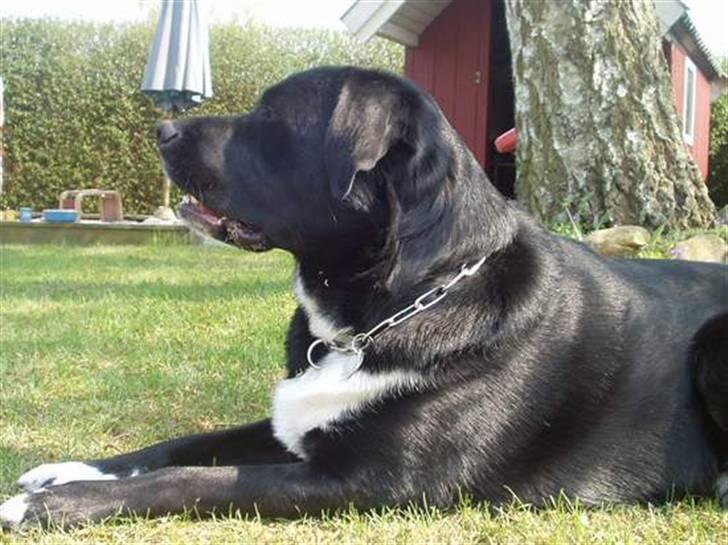 Blanding af racer Nemo - Smukkehunden .. Holder lige øje med hele hans herredømme billede 11