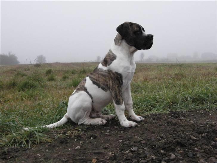 Mastiff Balder R.I.P 2011 billede 9