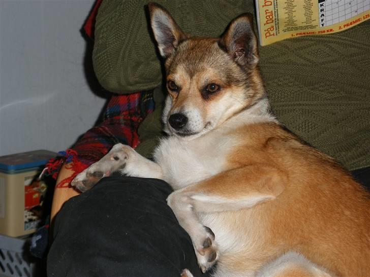 Norsk lundehund Heldager's Liv - 12.9.07 billede 15