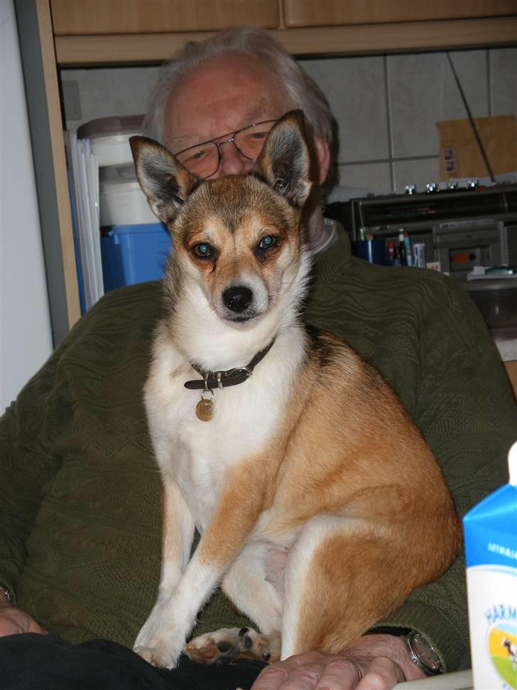 Norsk lundehund Heldager's Liv - 28.11.07 billede 16