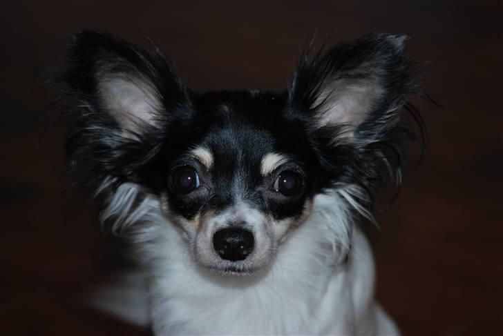 Chihuahua Dolly billede 1