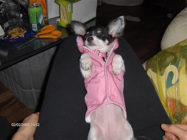 Chihuahua Dolly billede 2