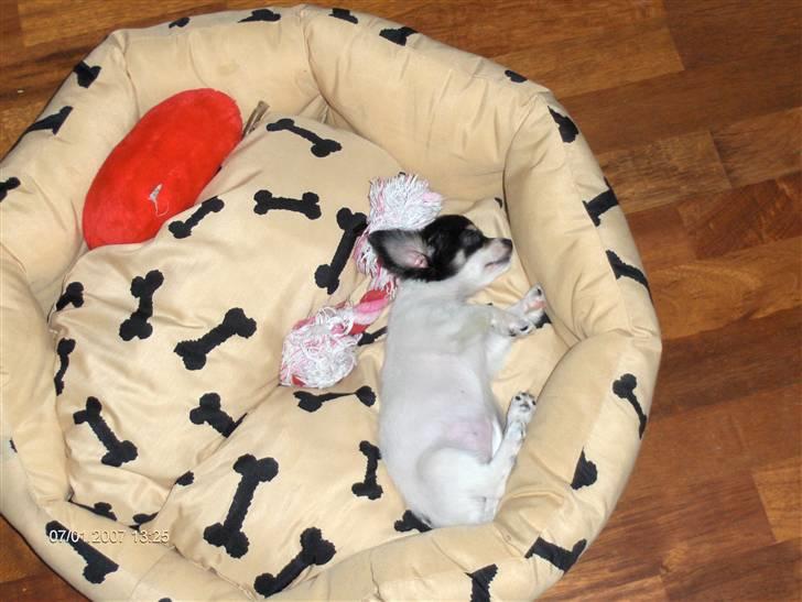 Chihuahua Dolly - dagen efter jeg er kommet til mit nye hjem billede 3