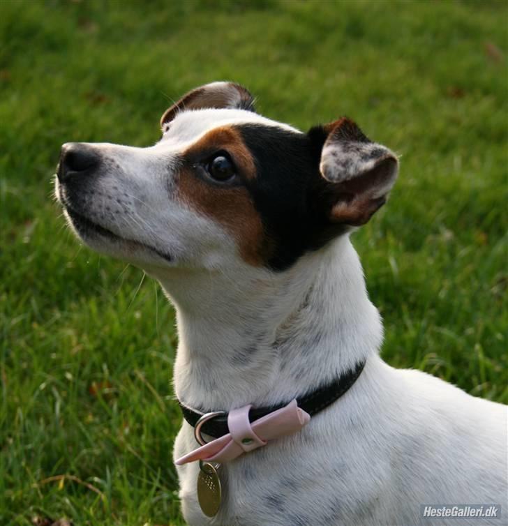 Jack russell terrier * Ellegårdens Jæger *  - *Velkommen til Jægers profil, håber i kan lide billederne *- og Jae, Jæger er hendes navn (-; billede 1