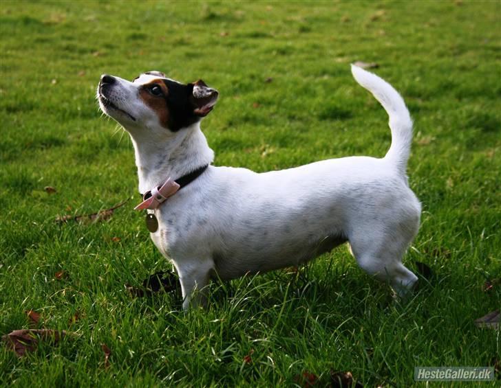 Jack russell terrier * Ellegårdens Jæger *  - Jæger-pigen <3 er hun ik skøn? billede 2
