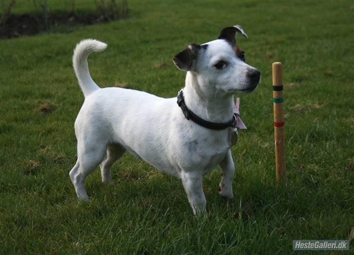 Jack russell terrier * Ellegårdens Jæger *  - verdens sødeste hund!<3 billede 3