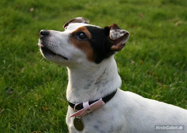 Jack russell terrier * Ellegårdens Jæger *  - <3 :)  billede 4