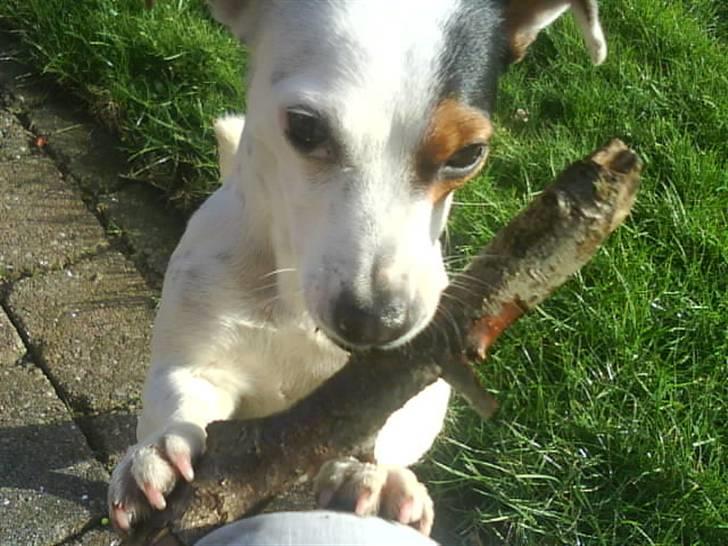 Jack russell terrier * Ellegårdens Jæger *  - (; billede 5