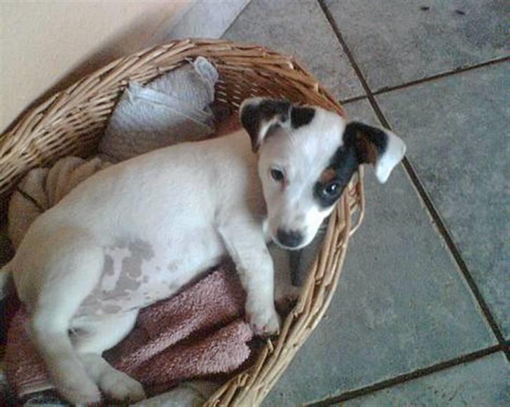 Jack russell terrier * Ellegårdens Jæger *  - Hehe, Jæger-pigen som hvalp <3 billede 6