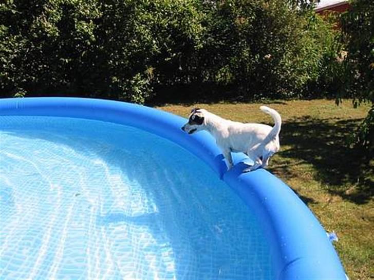 Jack russell terrier * Ellegårdens Jæger *  - I sommers, jae hun elsker vand:)<3 billede 7
