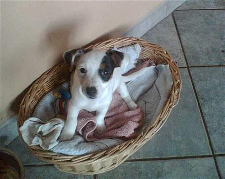 Jack russell terrier * Ellegårdens Jæger *  - Lille jæger som hvalp<3 billede 8
