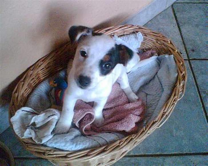 Jack russell terrier * Ellegårdens Jæger *  - <3 hey du?<3 billede 9