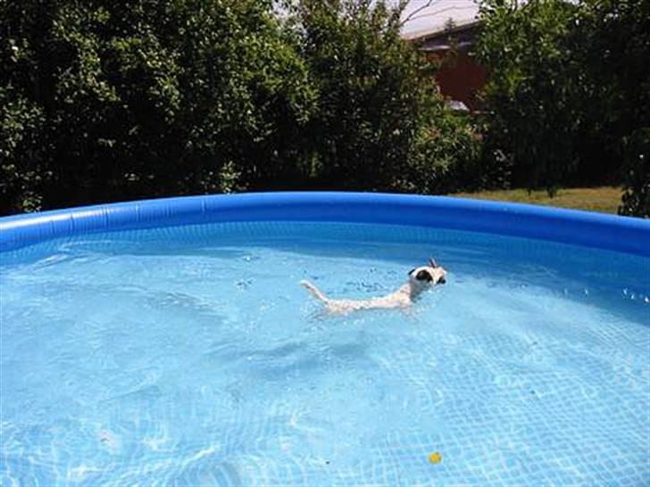 Jack russell terrier * Ellegårdens Jæger *  - svømmetur i sommers :) JAAA jeg fik pinden ! billede 10