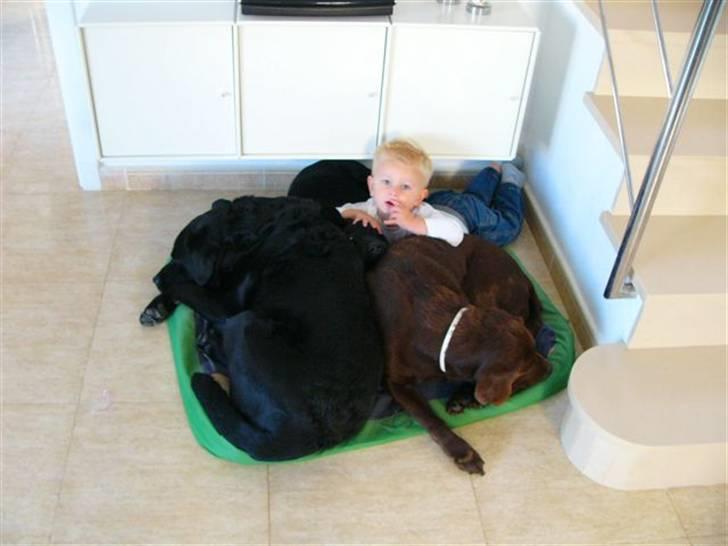 Labrador retriever Tarzan R.I.P. - Slapper lige af. Sammen med konen. billede 1